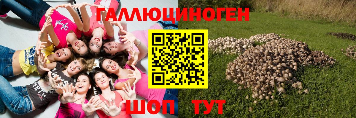 Псилоцибиновые грибы Psilocybe  Псилоцибиновые грибы мухоморы  как найти   Камень-на-Оби  Вход с VPN 